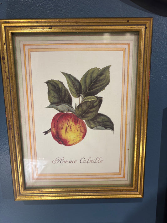 Small Print of Risso and Poiteau Fruit Art