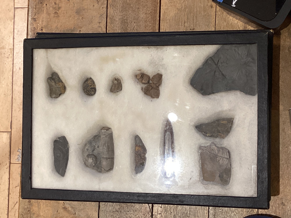 Vintage Sea and Plant Fossil Collection