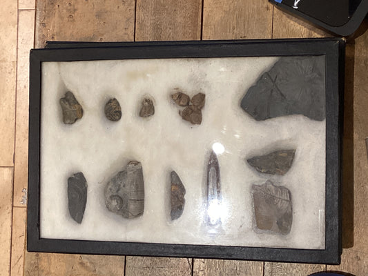 Vintage Sea and Plant Fossil Collection