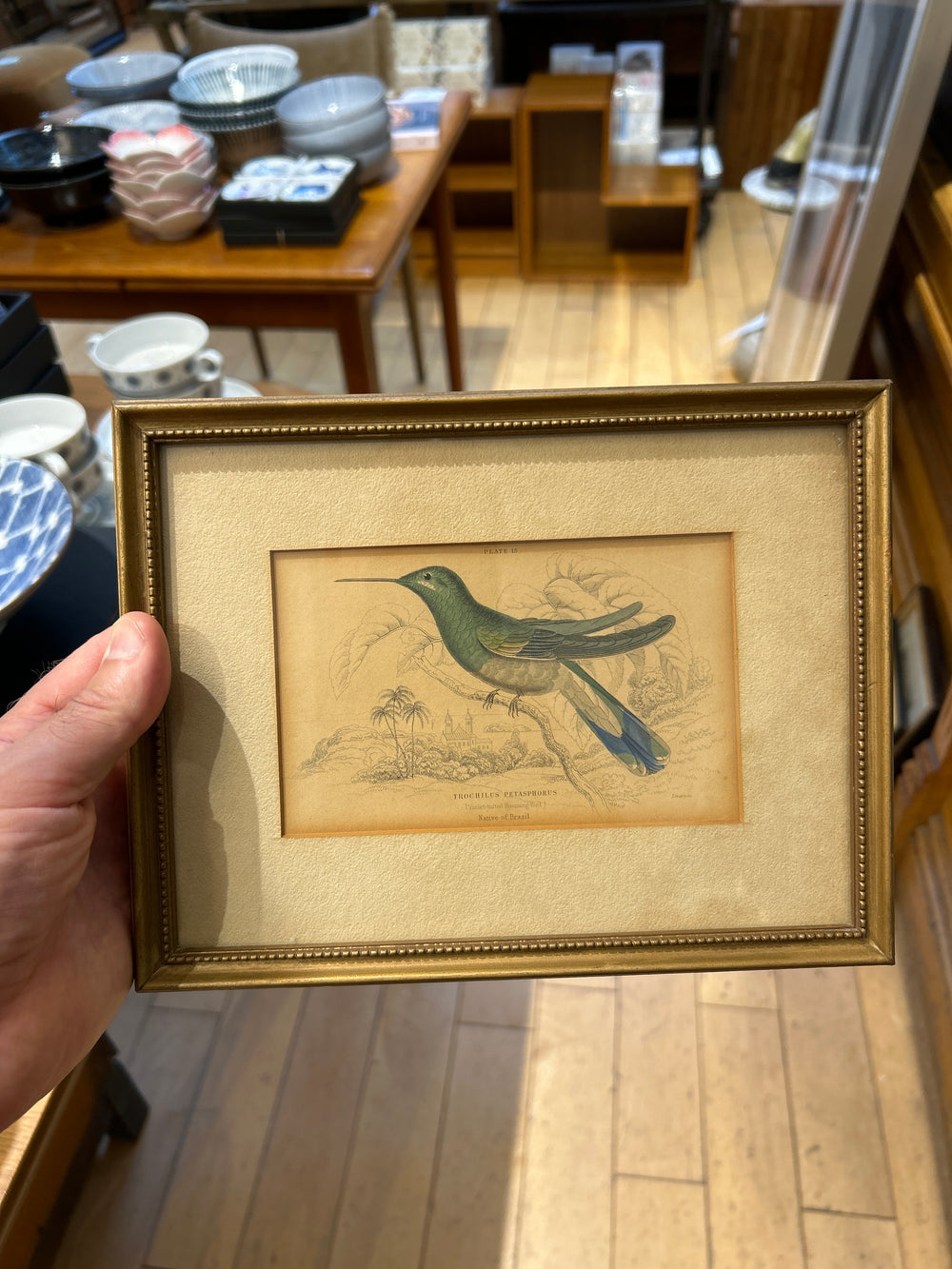 Antique Trochilu's Petasphorus Book Plate