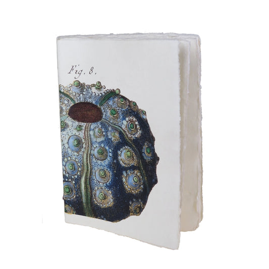 Sea Urchin Parchment Paper Notebook (Lamarck Engraving)