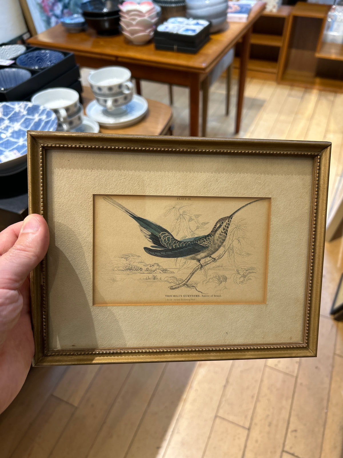 Antique Trochilu's Eurynome Book Plate