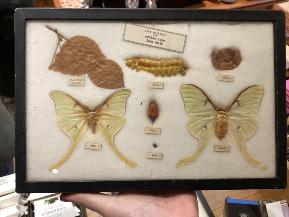 Life History of the Luna Moth