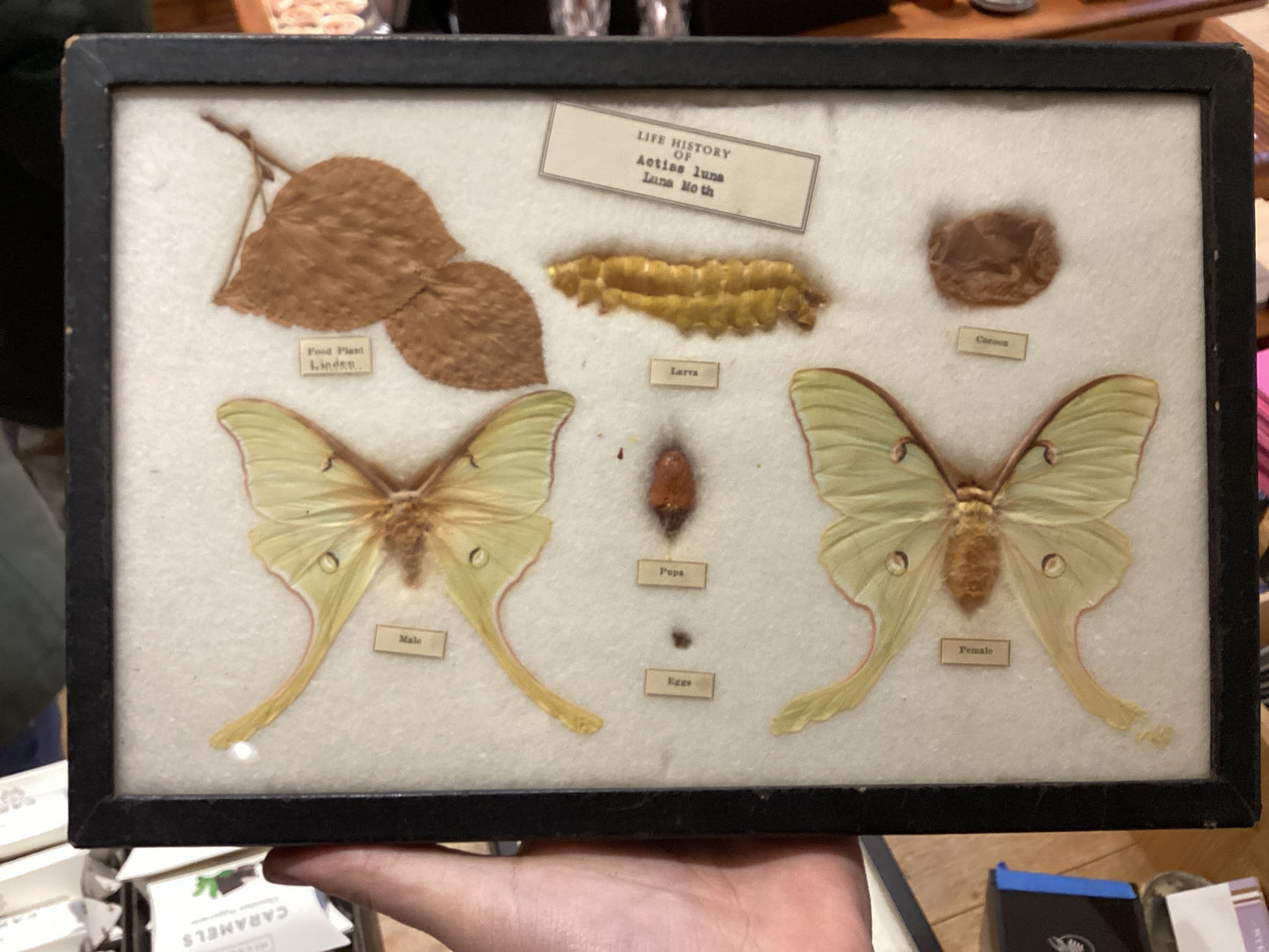 Life History of the Luna Moth