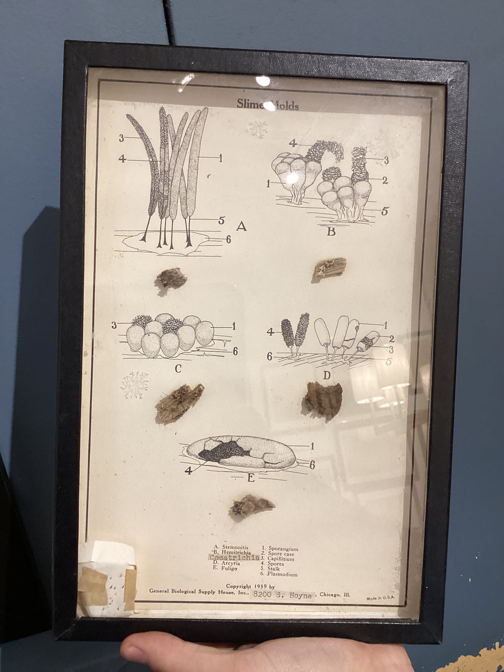 Vintage Slime Mold Specimens