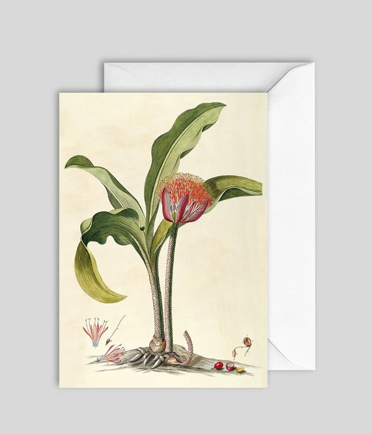 Plant Greeting Card