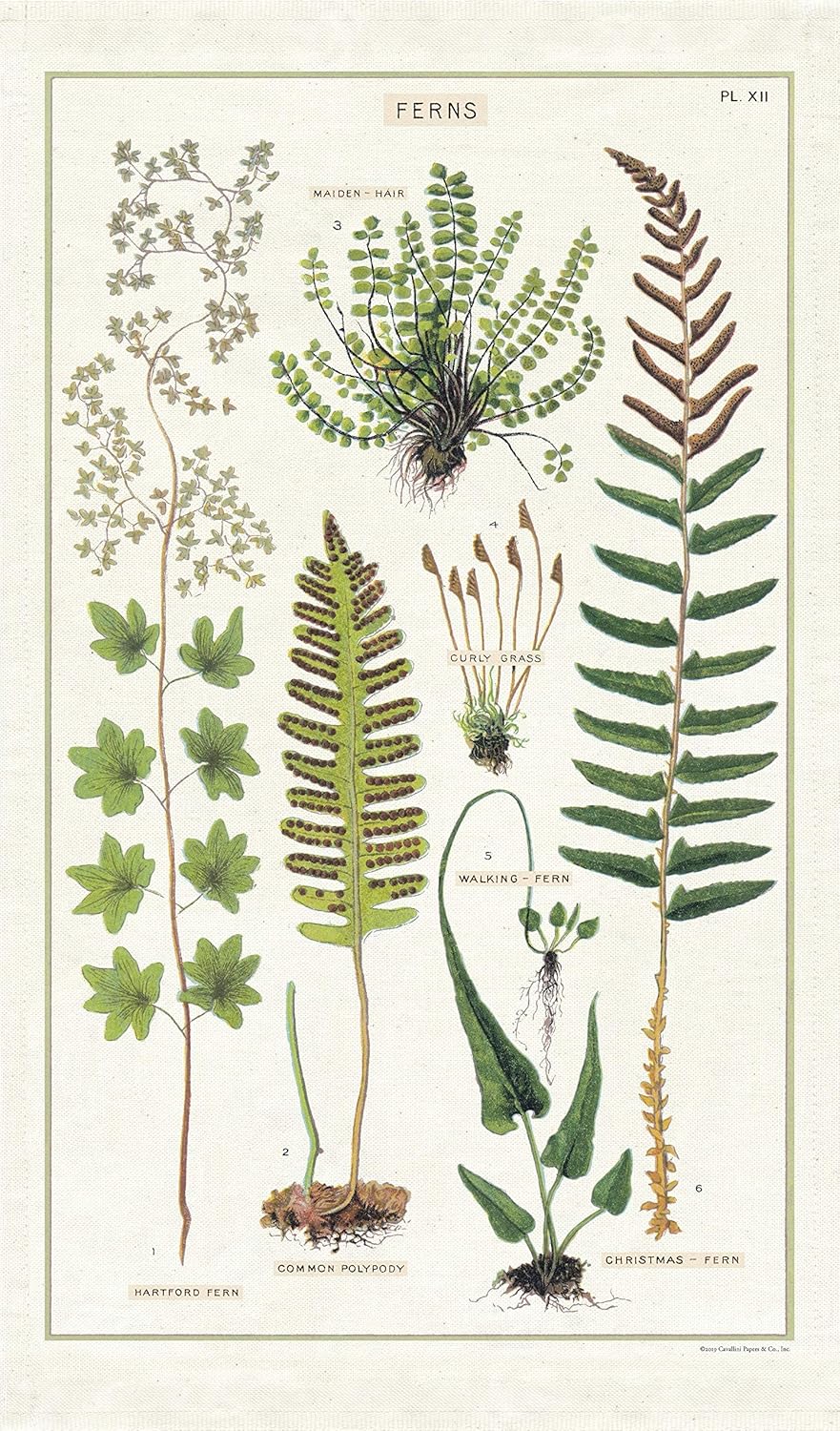 Ferns Tea Towel