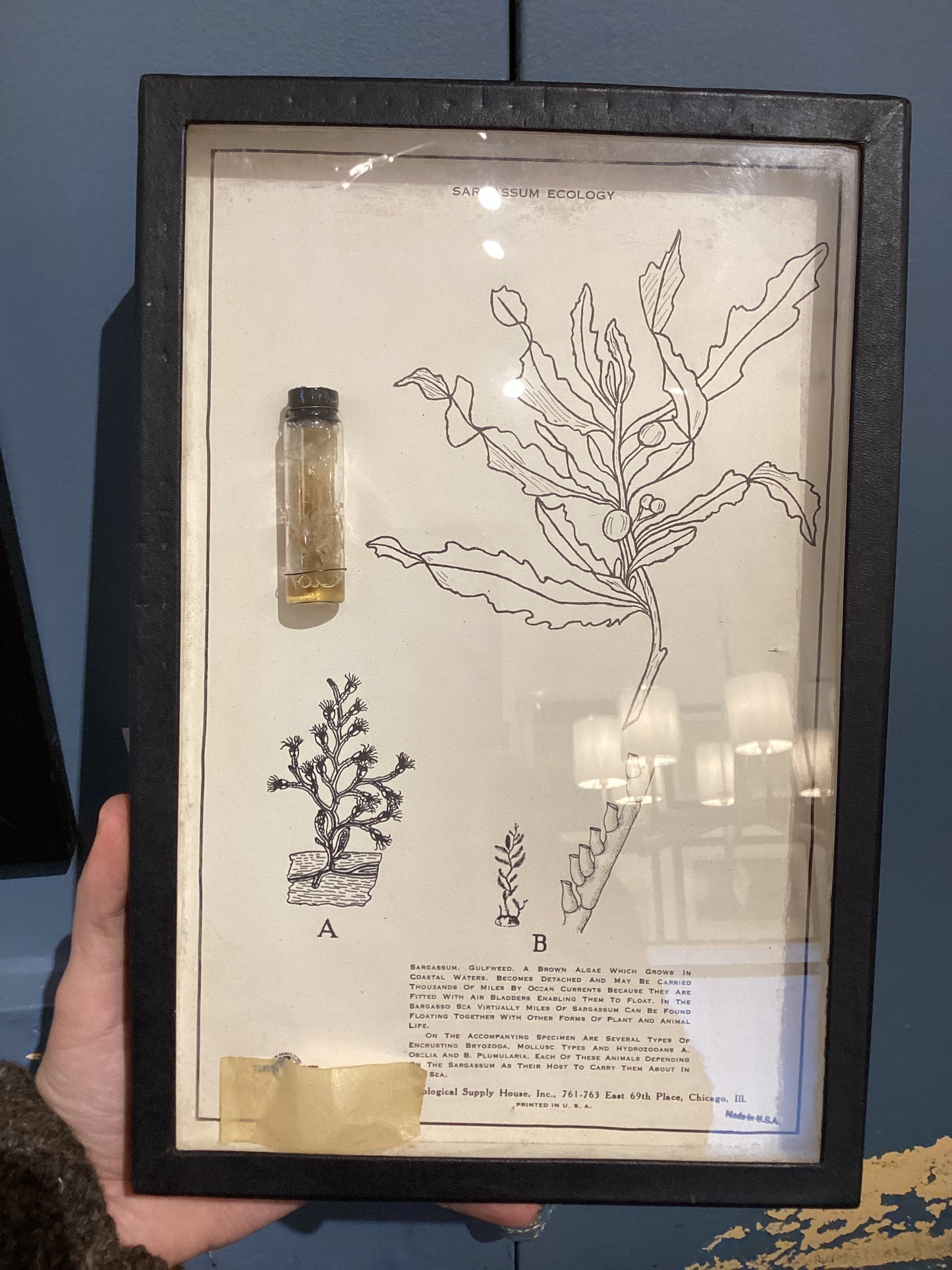 Vintage Sargassum Seaweed Specimen