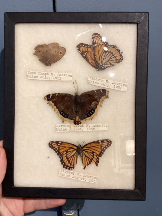 Vintage Maine Native Butterfly Specimens
