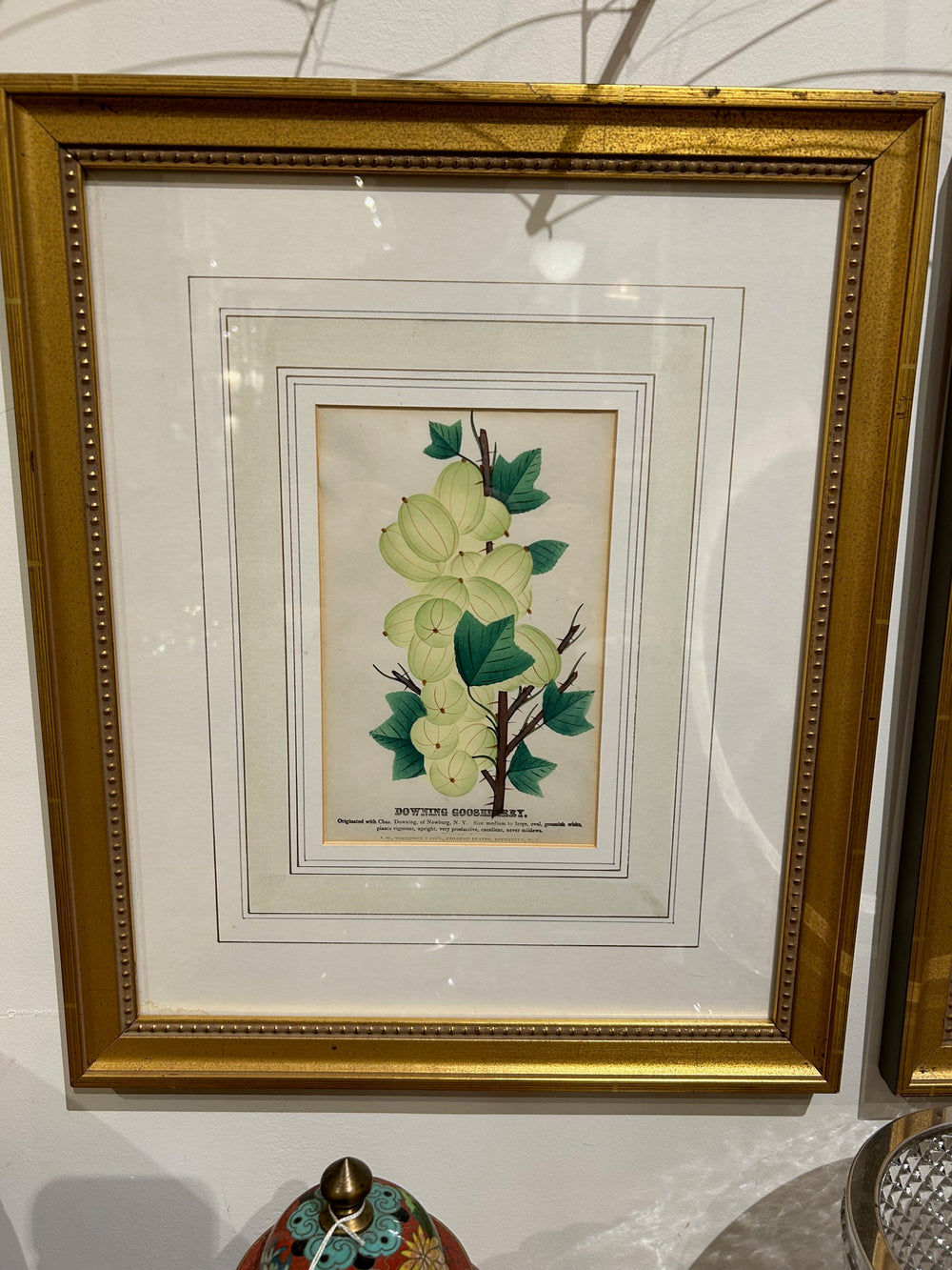 Antique Downing Gooseberry Study Book Plate