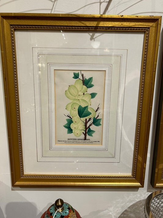 Antique Downing Gooseberry Study Book Plate