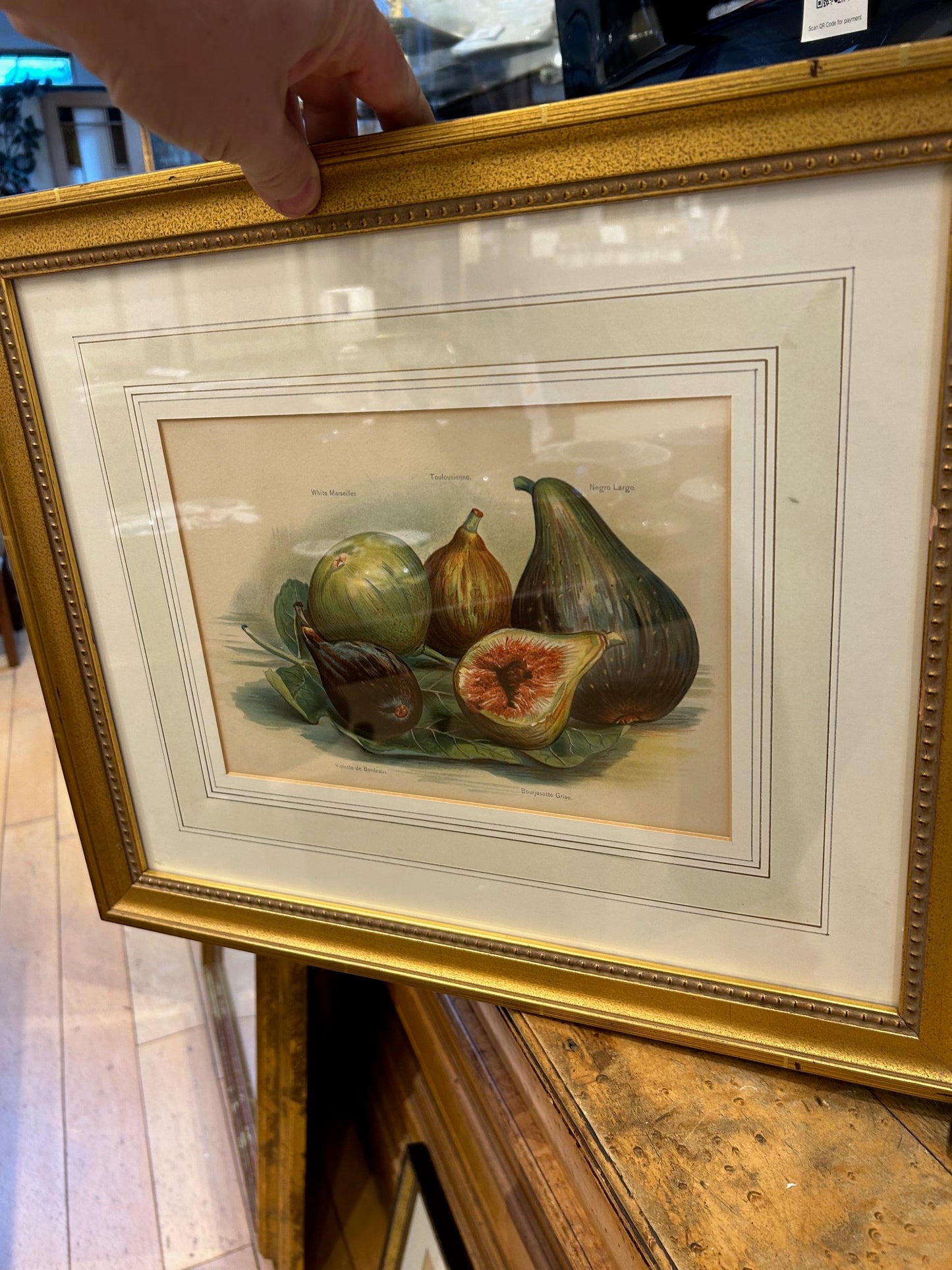 Antique Fig Study Book Plate