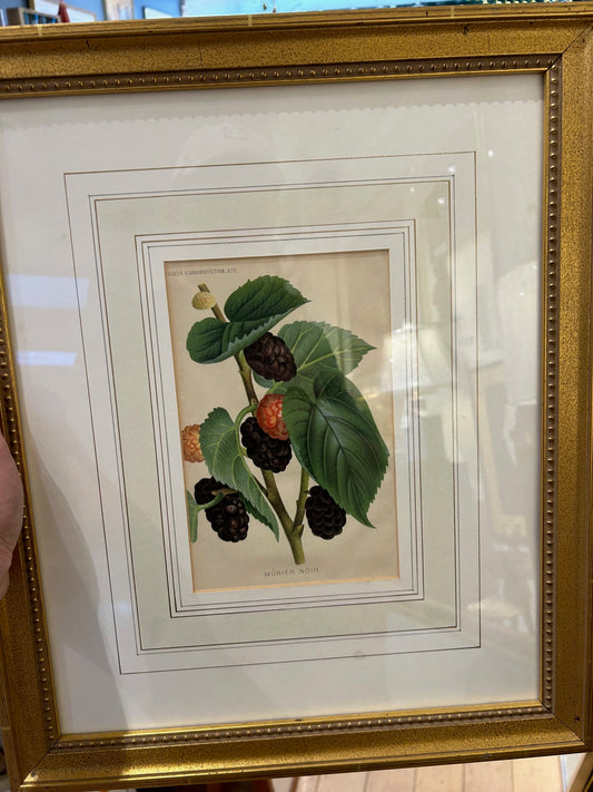 Antique Murier Noir Study Book Plate