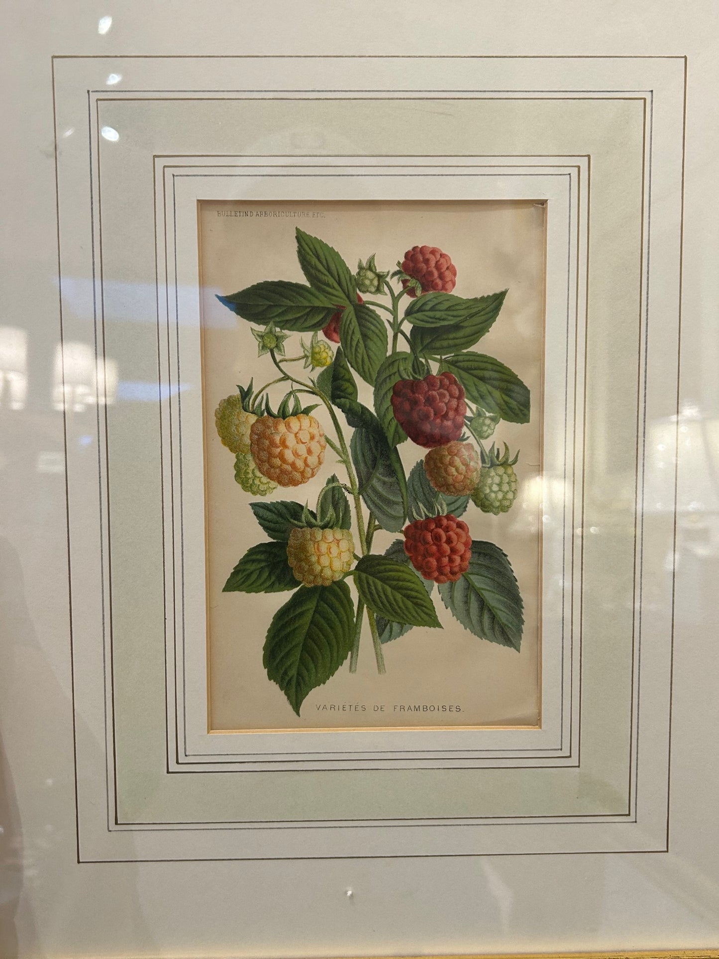 Antique Varietes De Framboises Study Book Plate