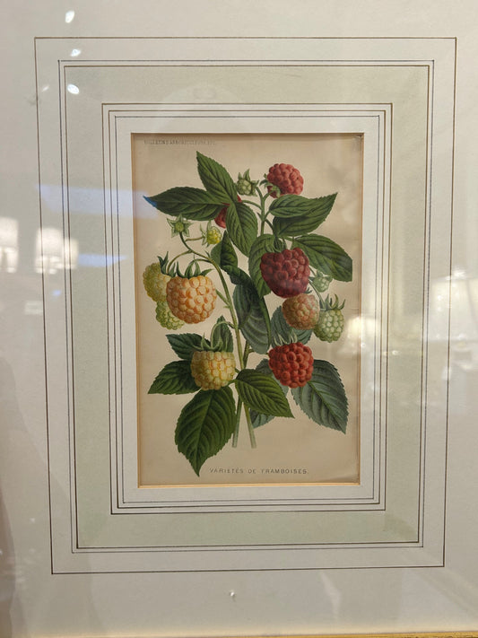 Antique Varietes De Framboises Study Book Plate