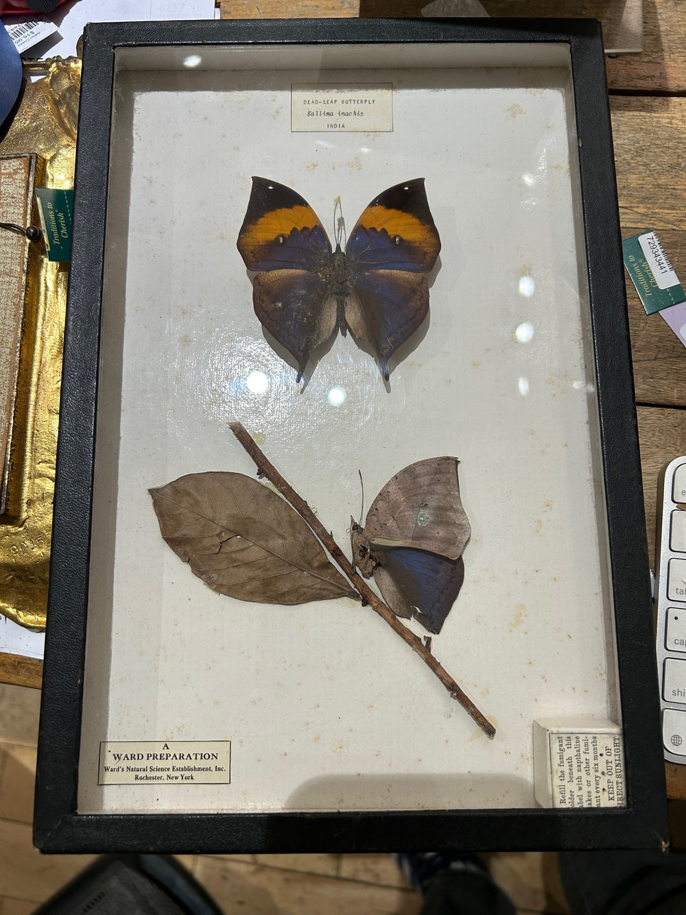 Vintage Dead-Leaf Butterfly Specimen