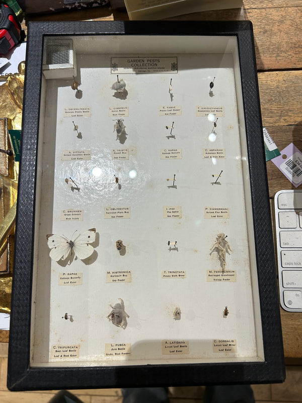 Vintage garden Pests Specimen Set