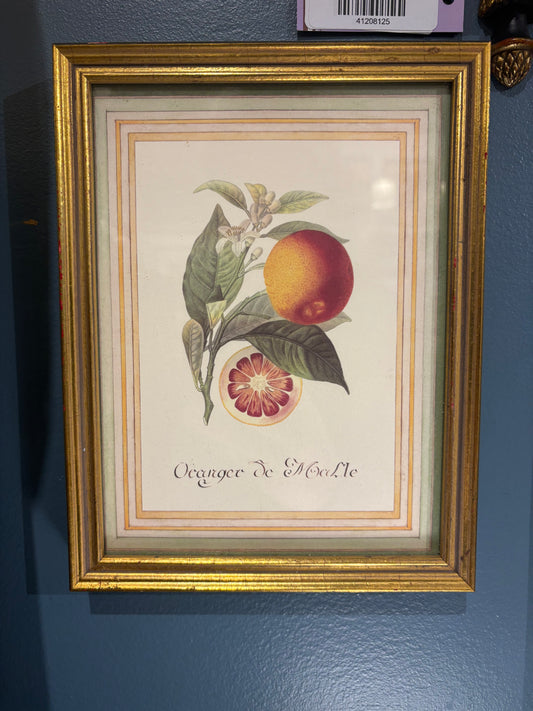 Small Print of Risso and Poiteau Fruit Art