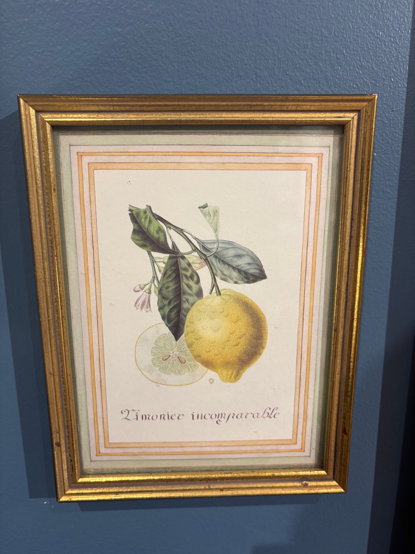 Small Print of Risso and Poiteau Fruit Art