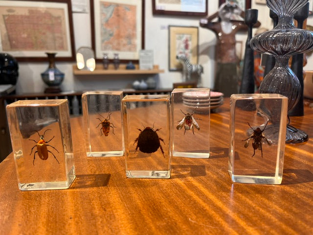 Boxed Specimens