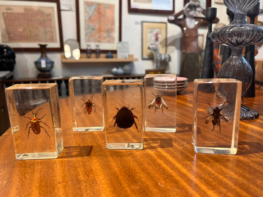 Boxed Specimens