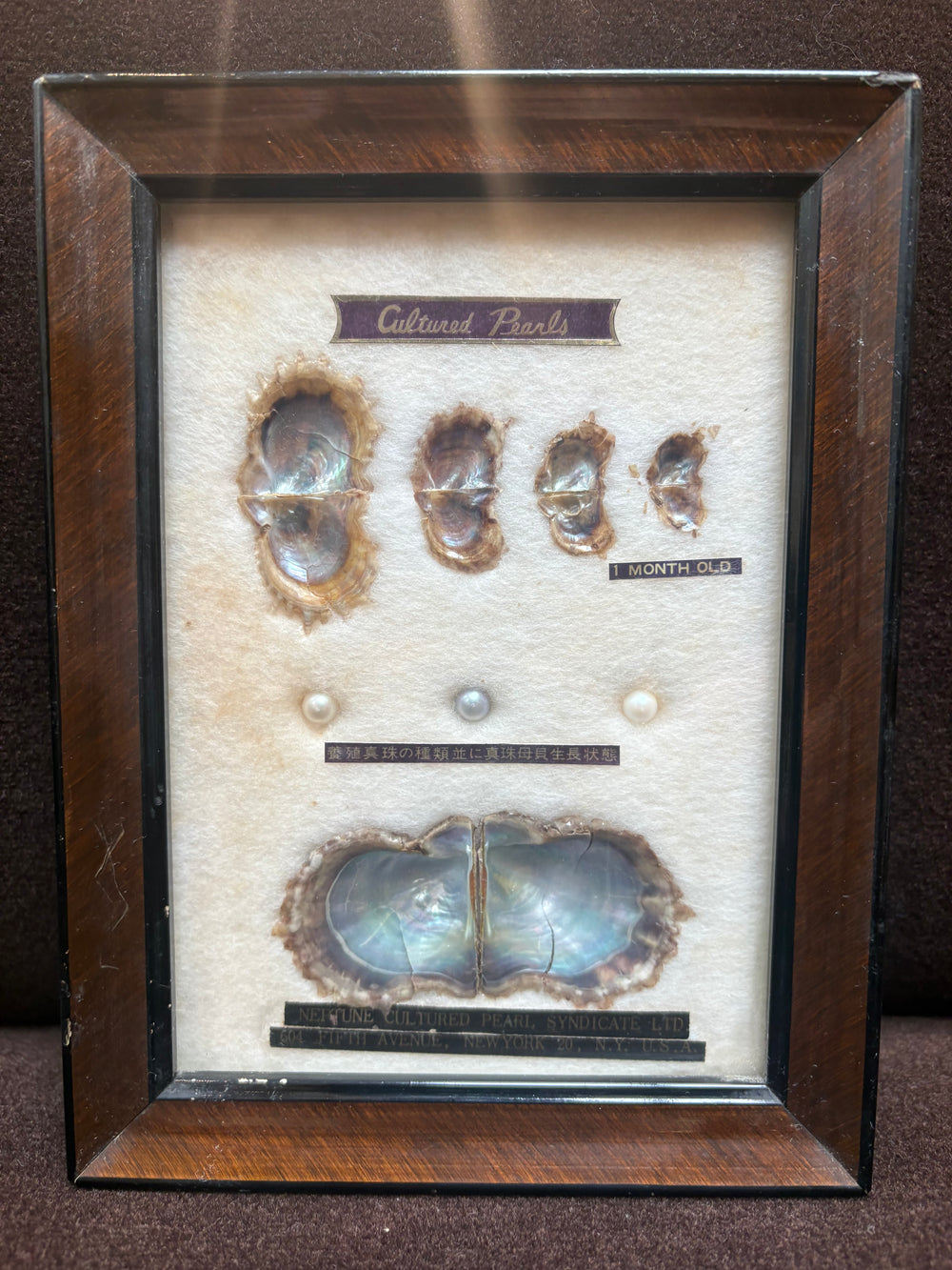 Oysters and Cultured Pearls Wall Art