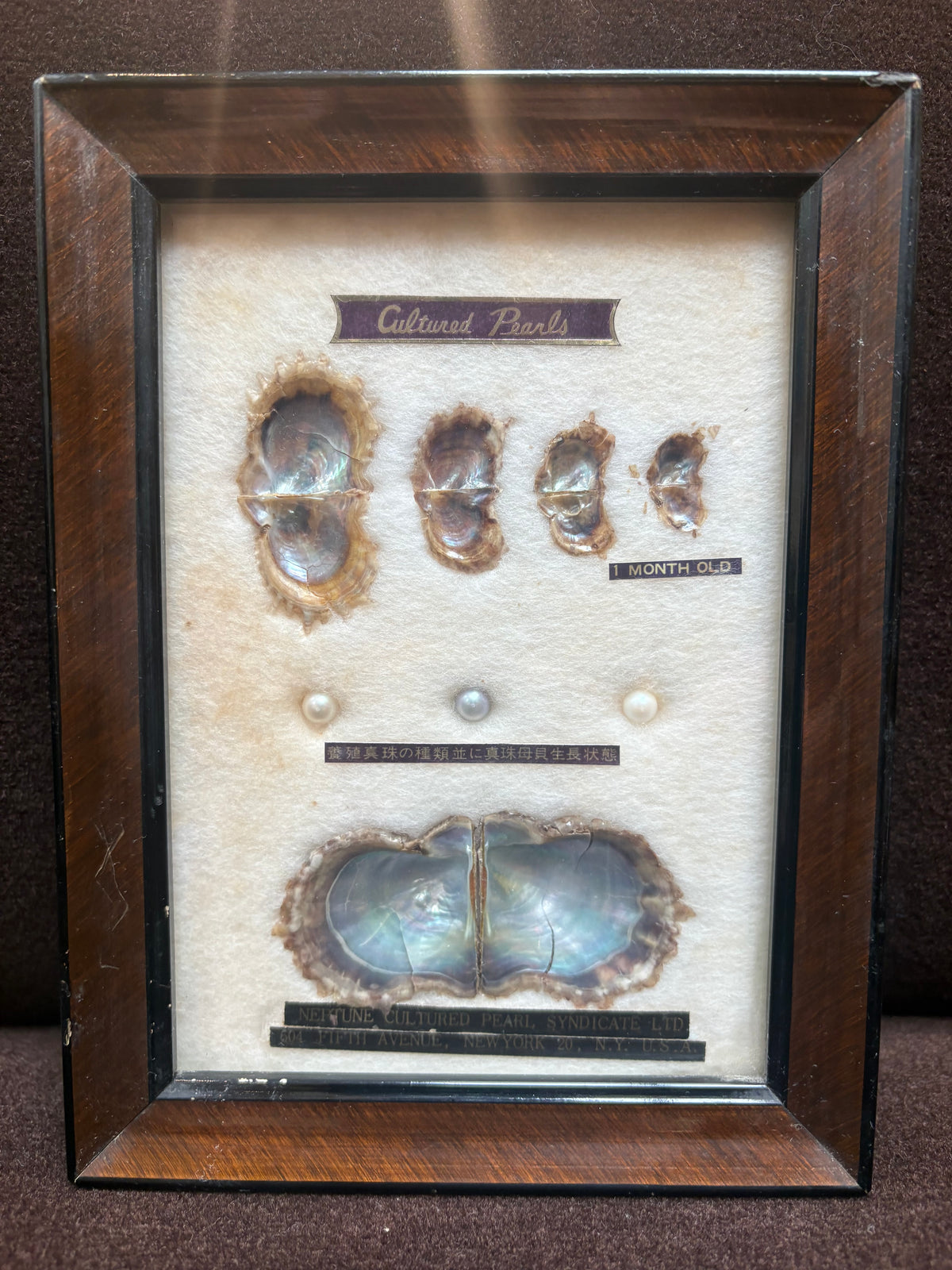 Oysters and Cultured Pearls Wall Art