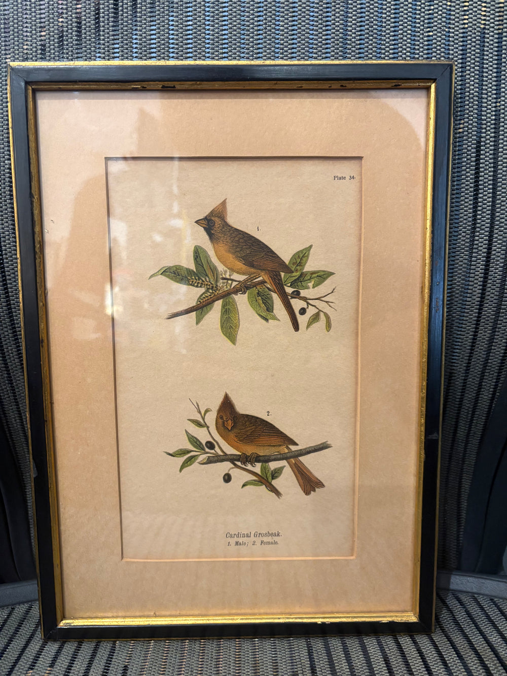 1890's Cardinal Grosbeak, Plate 34 Lithograph by B.H Warren