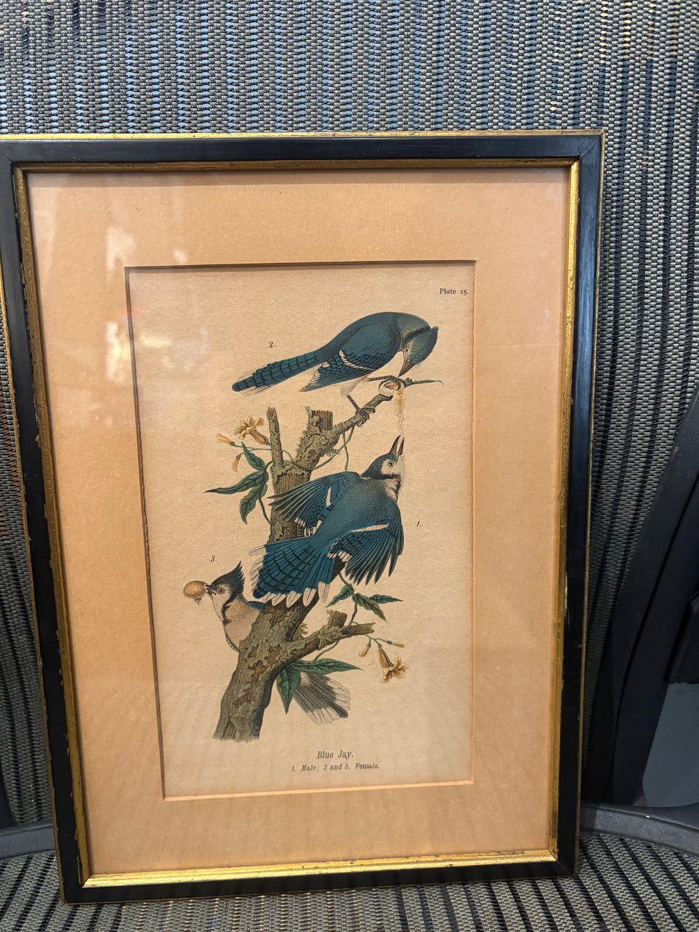 1890's Blue Jay, Plate 25 Lithograph by B.H Warren