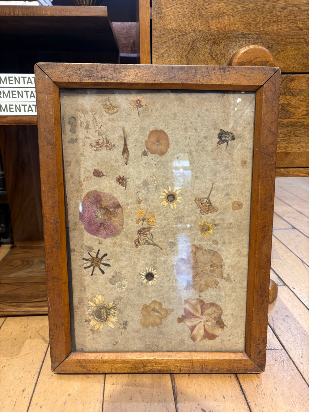 Antique Eugene Dietzen Pressed Flowers