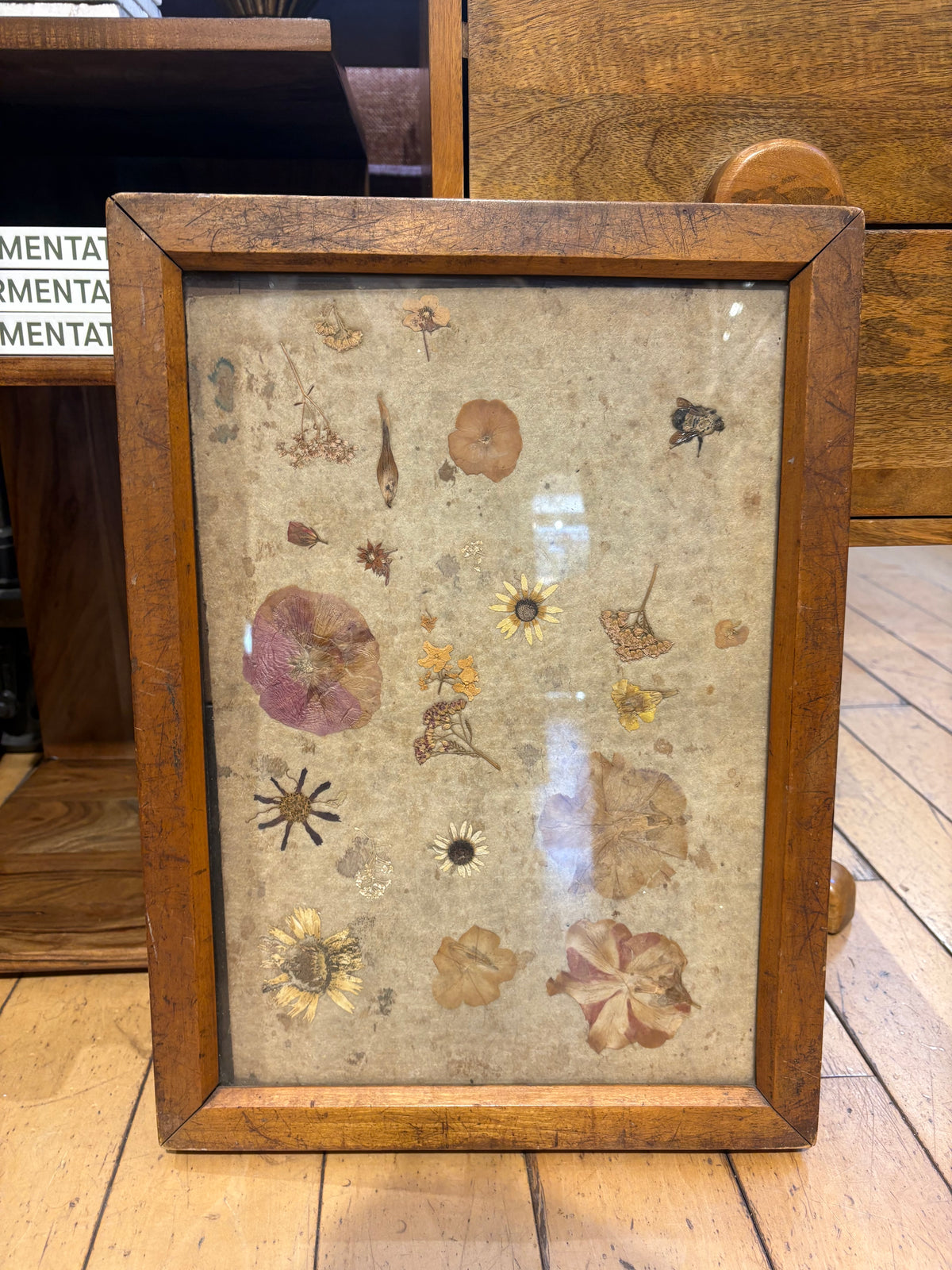 Antique Eugene Dietzen Pressed Flowers