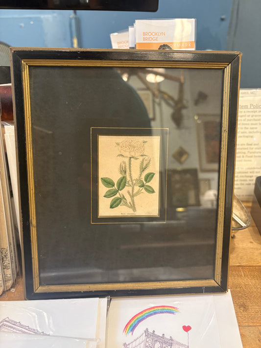 1832 English Corbularia Iobulata Print