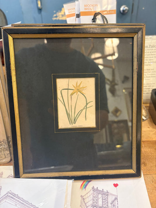 1832 English Rosa Centifolia Print