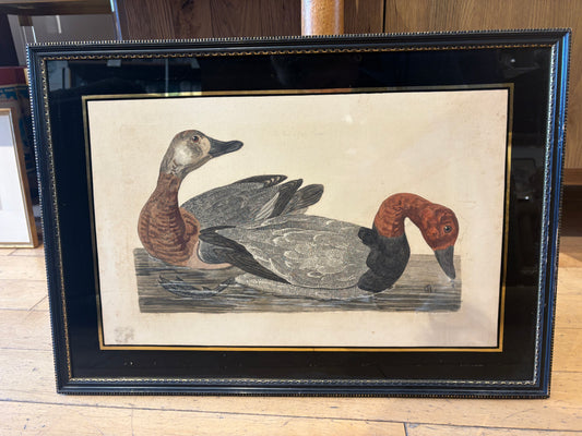 Peter Mazell "The Male and Female Pochard" Antique Engraving