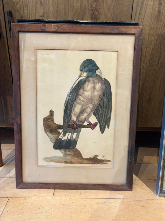 Peter Mazell "Ring Dove" Antique Etching