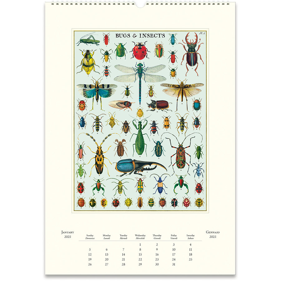 Bugs & Insects 2025 Wall Calendar